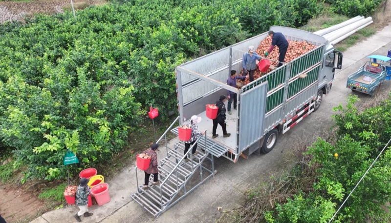 特色水果种植激活乡村振兴新引擎