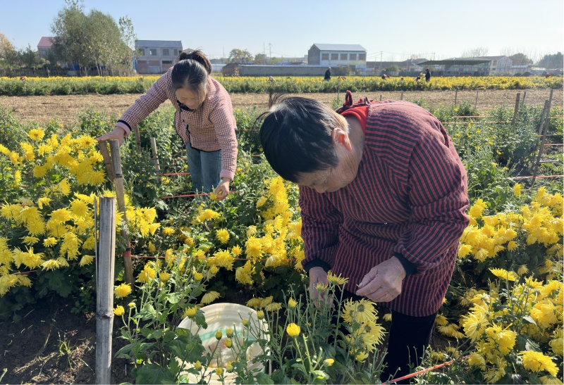 菊花变身村民“致富花” 特色产业助力乡村振兴