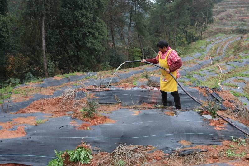 宜宾市翠屏区:招商添活力 特色产业筑牢乡村振兴根基