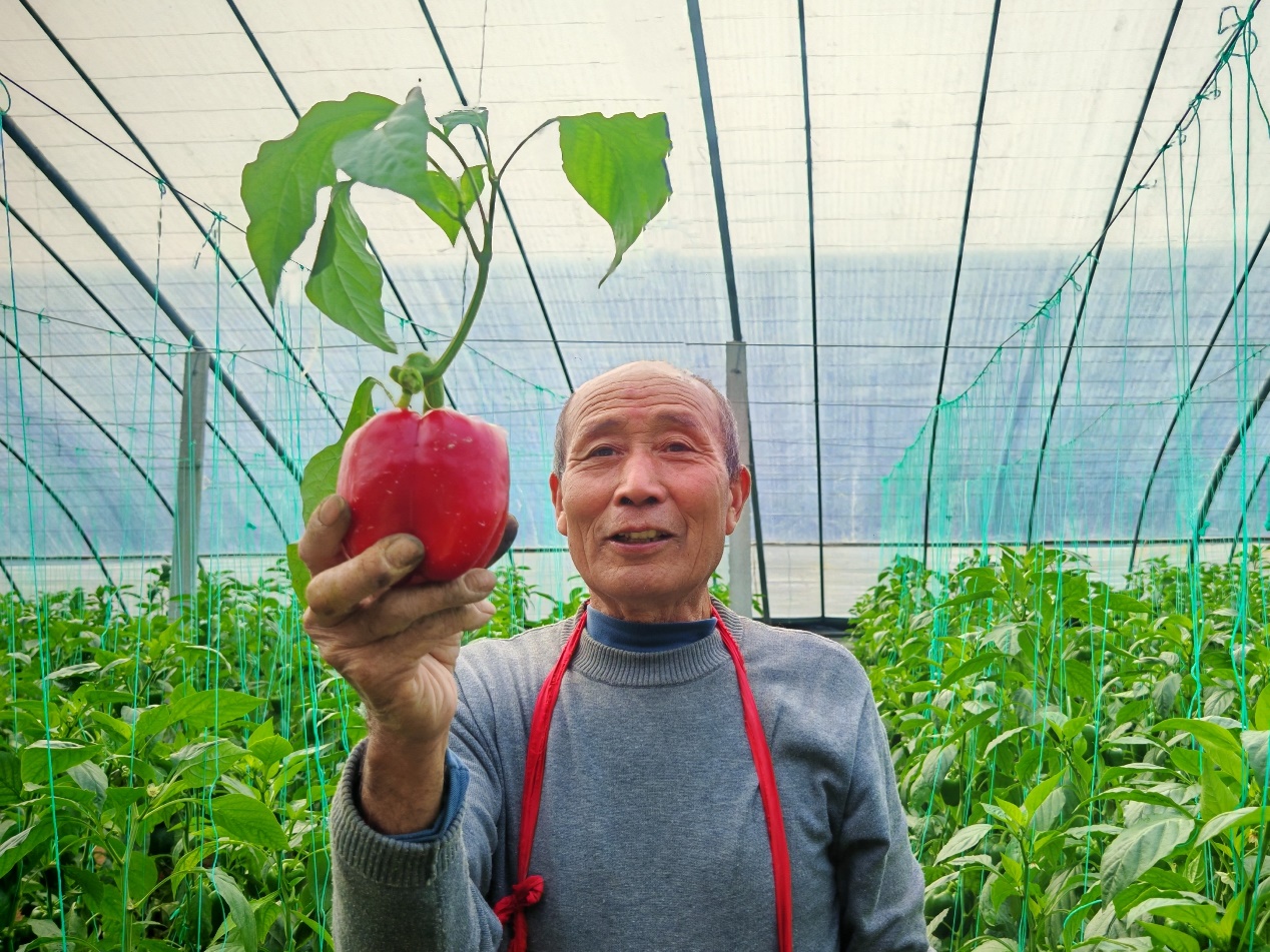淄博西单村：绘出产业兴、乡村美的振兴画卷