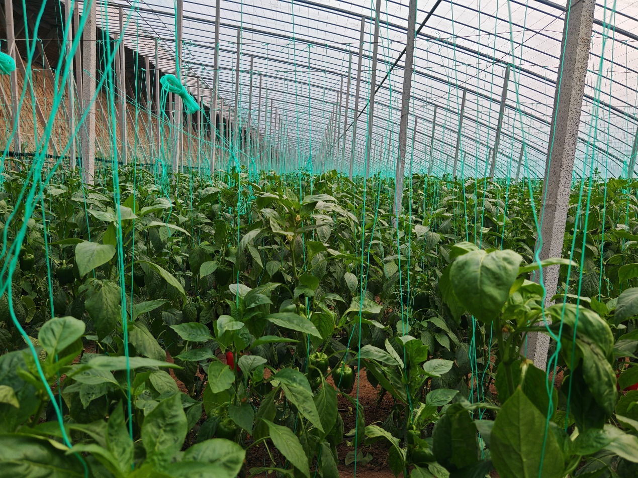 图为一派生机的西单村蔬菜大棚 图为一派生机的西单村蔬菜大棚