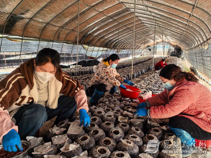 “淌”出“黄金”路 ——建始县黄金淌村以特色产业激活乡村振兴新动能