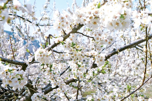 济南田园文旅激活乡村振兴新动能