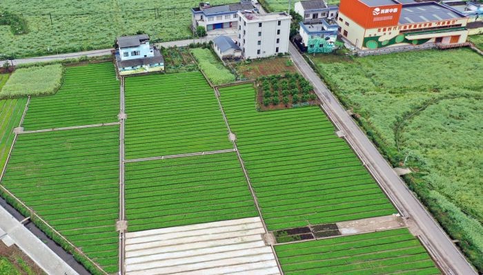 丹棱：农文旅融合发展绘就乡村振兴新图景