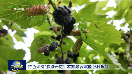 威海荣成：特色采摘“多点开花” 农旅融合赋能乡村振兴
