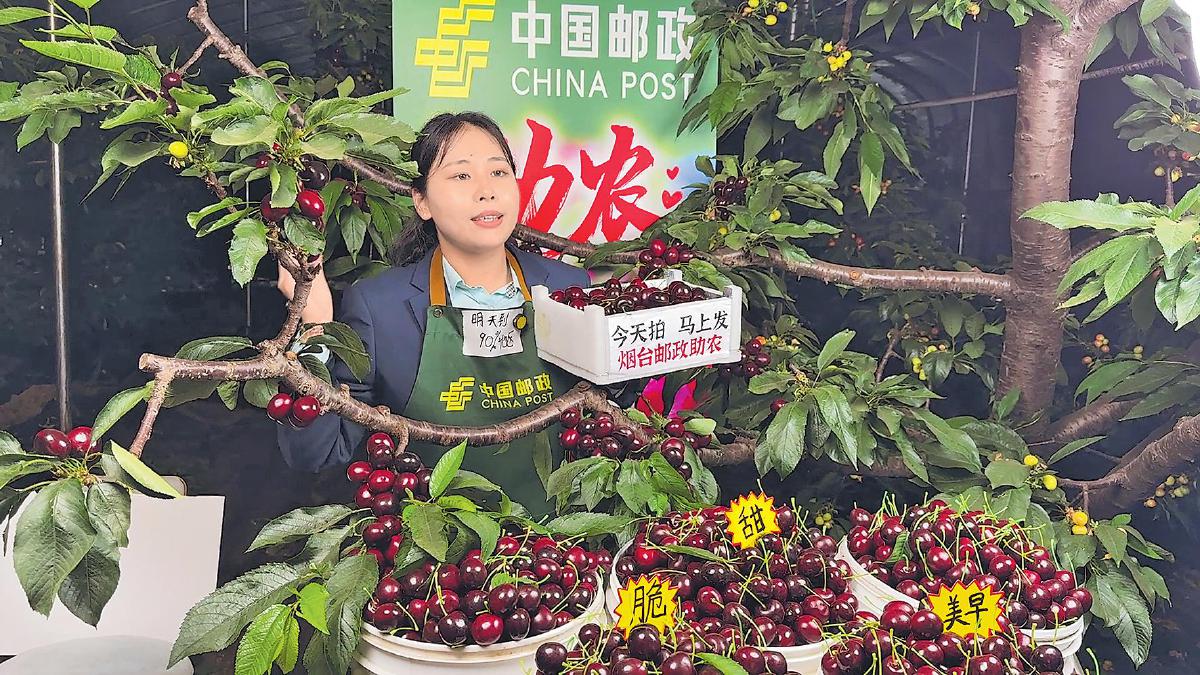 烟台大樱桃 全链路赋能产销体系