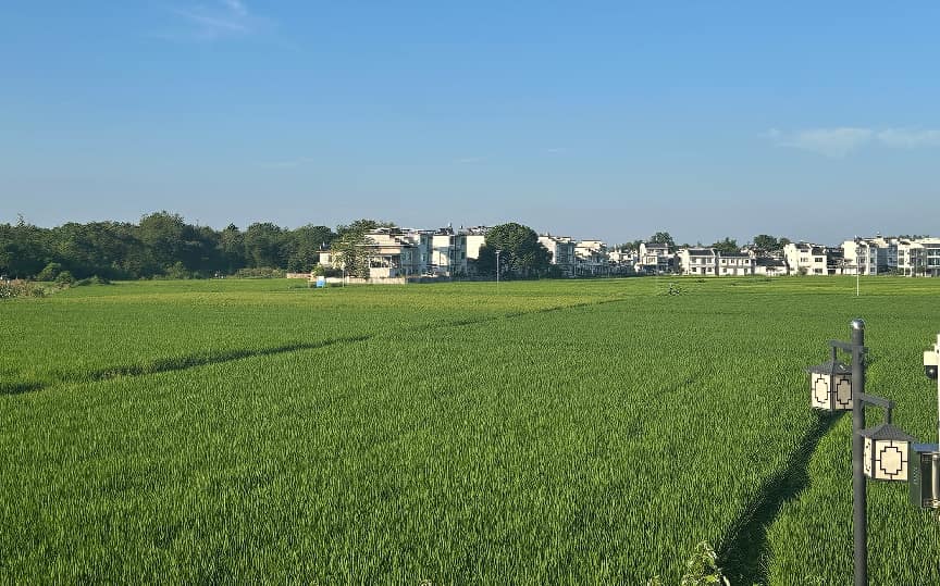 “观鸟经济”点亮乡村振兴新路径