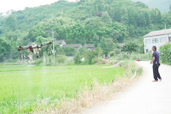 植保无人机在田间作业。路丞武摄