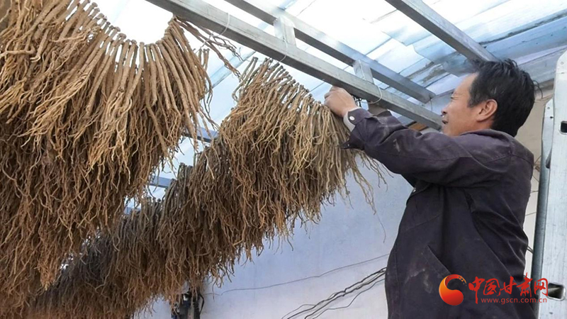 漳县：中药材种植开出乡村振兴致富“良方”