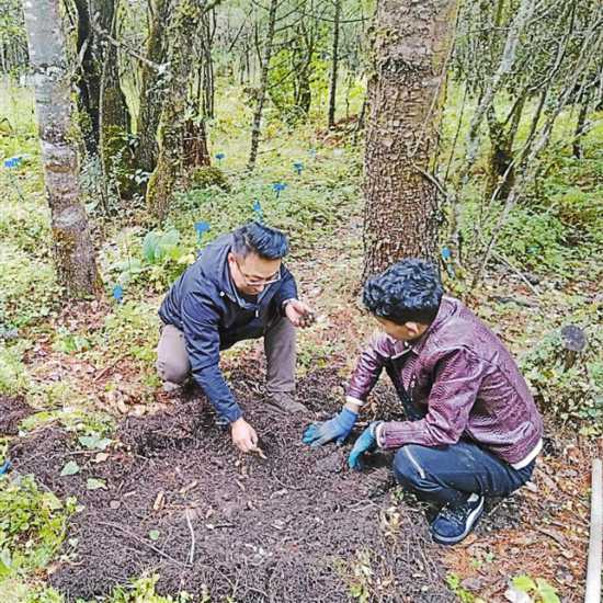 西藏林芝市：用实干描绘乡村振兴幸福景