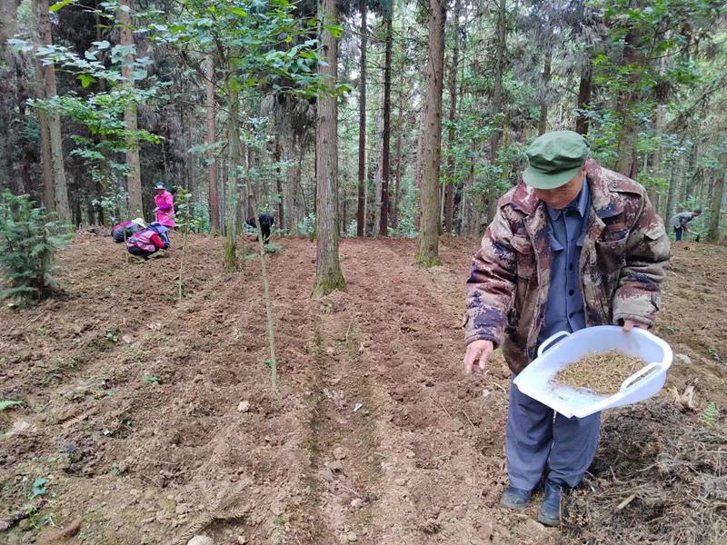 图为：村民正在林下种植中药材