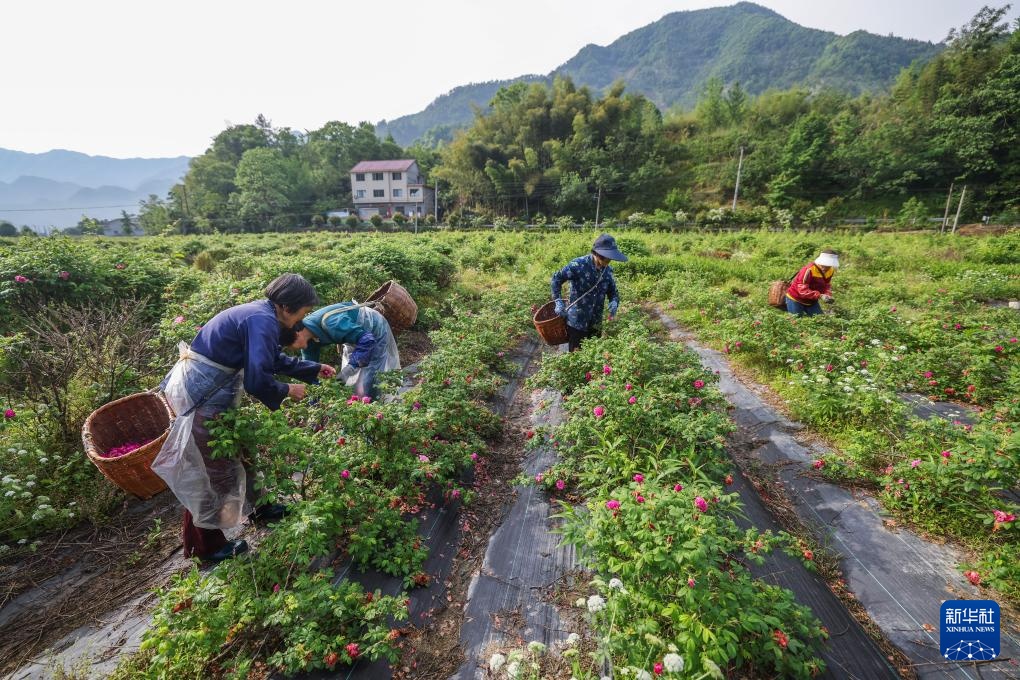 杭州临安：巾帼致富带头人助力乡村振兴