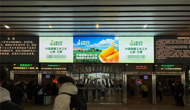 五寨甜糯玉米打造乡村振兴金色名片