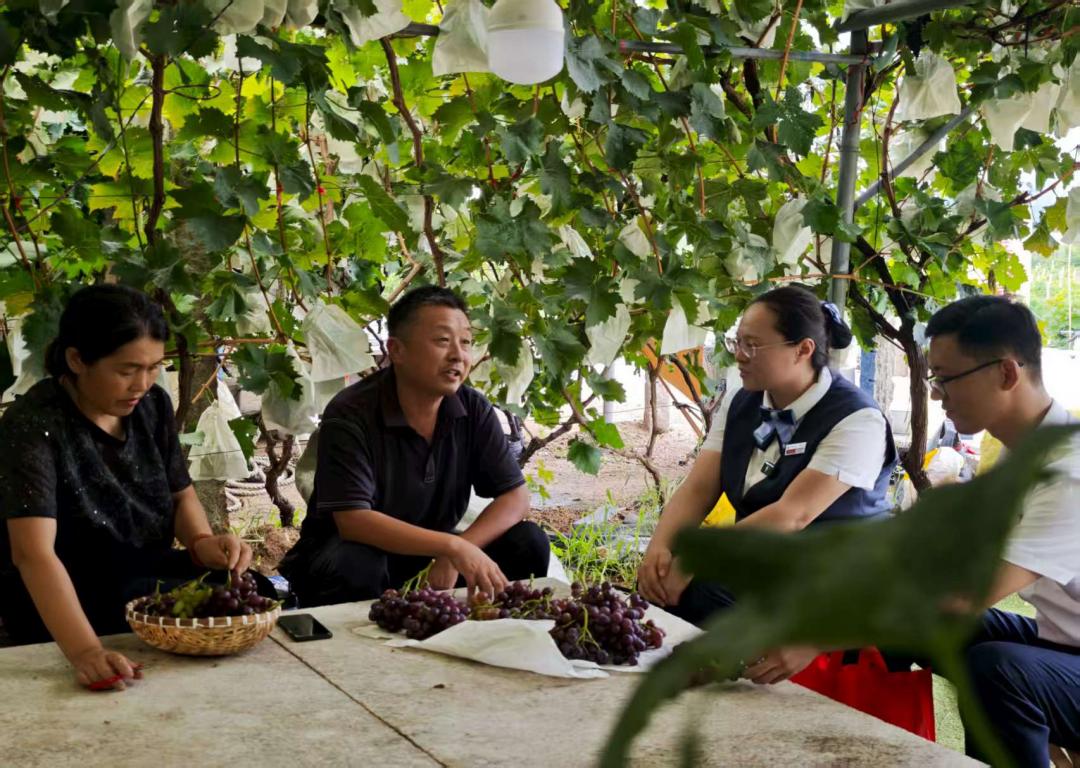 青岛金融监管局：金融“活水”润乡土 赋能“三农”谱新篇