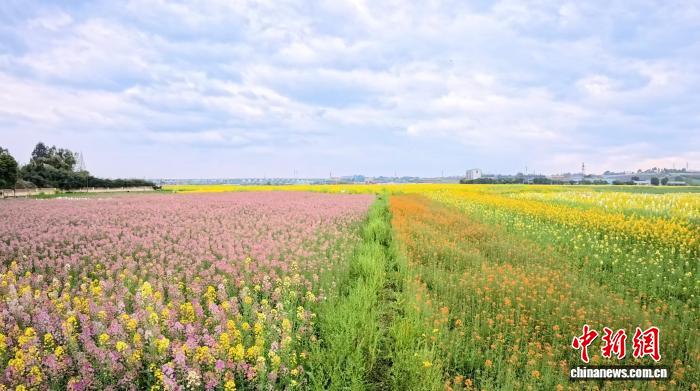 花海催生“美丽经济” 激发乡村振兴新动能