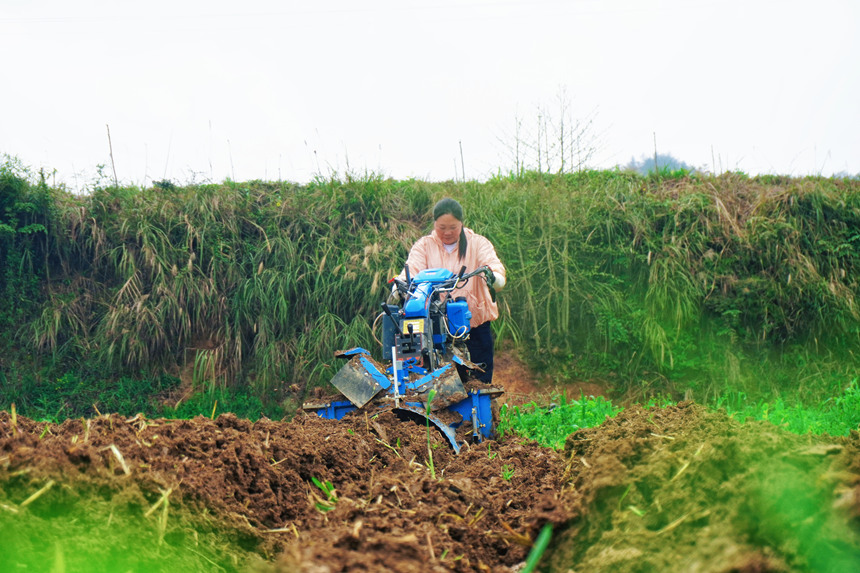图为德江县复兴镇机耕手申凤操控起垄机正在烟田里起垄。