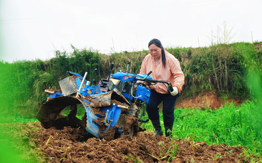 清明过后，黔东北乡村农事进入繁忙阶段。图为德江县复兴镇机耕手申凤操控起垄机正在烟田里起垄。 (2)