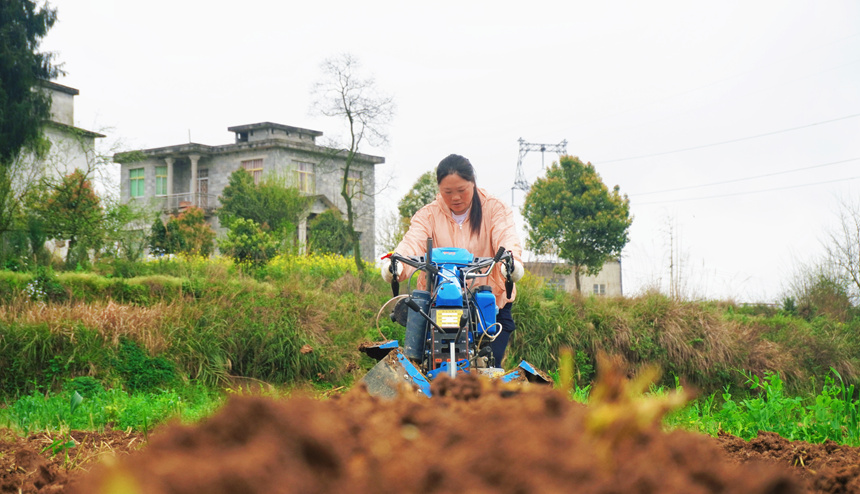 图为德江县复兴镇机耕手申凤操控起垄机正在烟田里起垄。