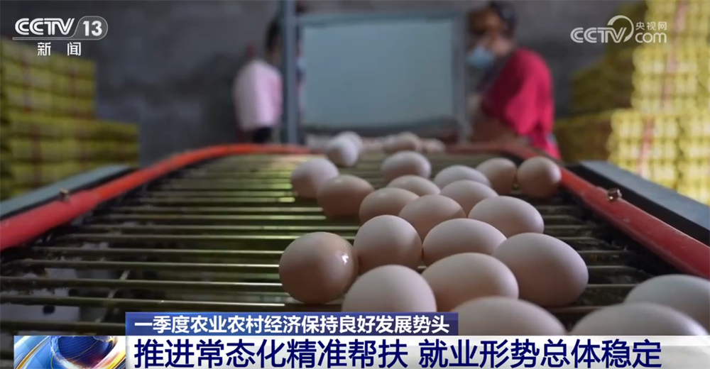 一季度农业农村经济向稳向好迎来“开门红” 乡村全面振兴再提速