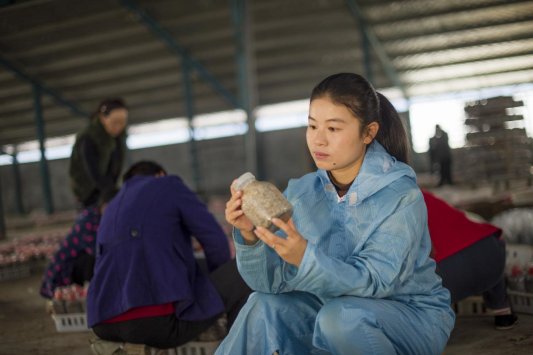 2026年“好网民・在山东”｜周晴晴：深耕菌菇产业 织密网络助农路