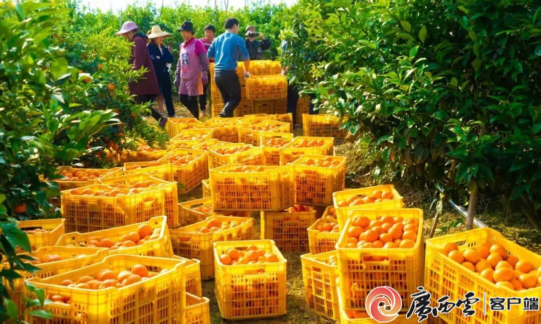 一产增加值同比增长8% 宜州上半年“三农”工作交出亮眼答卷